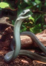 black mamba snake pictures