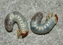 beetle larvae pictures