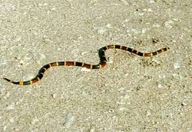 snake facts pictures