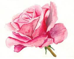 عندما يعود الحب ... عندما تعودالحنين ..!!! 1-pink-rose-robert-thomaston