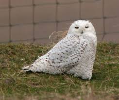 snowy white owl