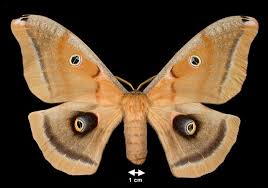 polyphemus moth