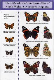 butterfly identification pictures