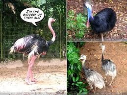 large flightless birds