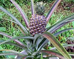 pictures pineapple plants