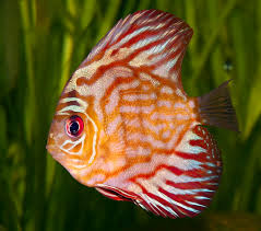 freshwater discus fish