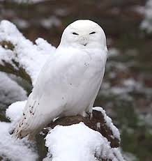 snowy white owl