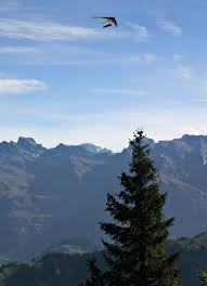 paragliding