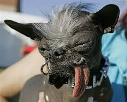 worlds ugliest dog