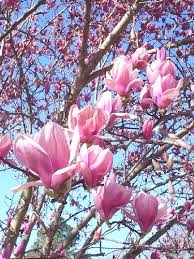 pictures tulip tree