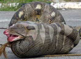 indian python snake