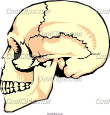 human skull clip art
