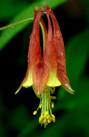 photography flowers