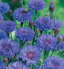 cornflower