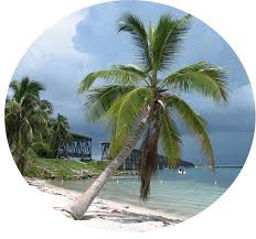 palm trees prints