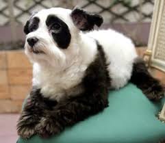 funny puppies