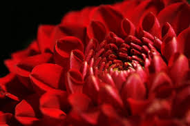 red dahlia