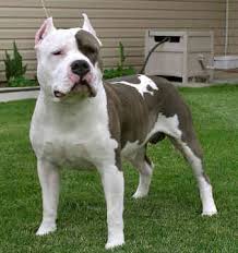 american stanford terrier