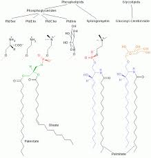 external image Membrane_lipids.png