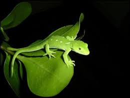 geckos lizard
