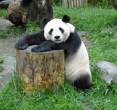 panda