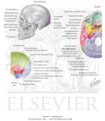 occipital bone skull