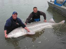 largest freshwater fish