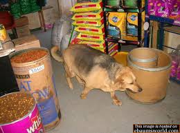 fat dog