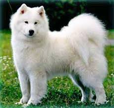 samoyed dogs