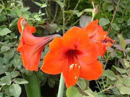 pictures of plants and flowers