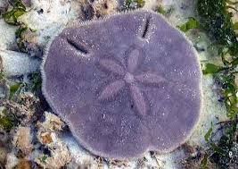 Live Sand Dollar