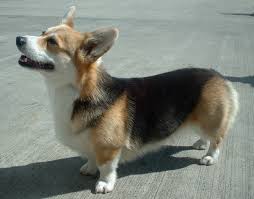 welsh corgi