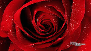 Red Rose Wallpaper