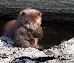 mink