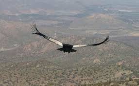 largest birds