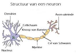 Bekijk de afbeelding op ware grootte
