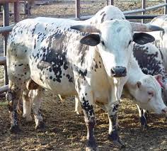 bucking bulls