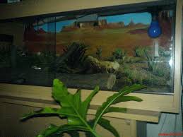 corn snake enclosure