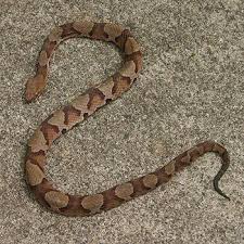 copperhead photos