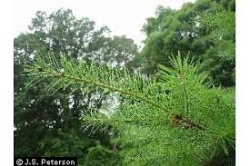 menziesii (Douglas-fir)