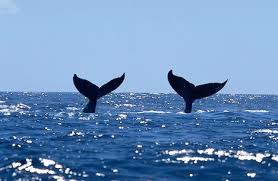 Two humback whales' tails