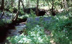 real fairy photos