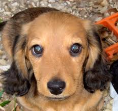 Dachshund Pictures, Images \x26amp;