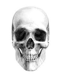 human skull clip art