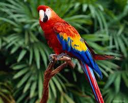rainbow parrots