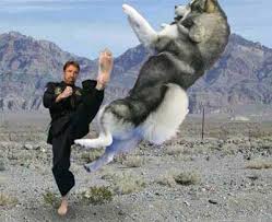 chuck norris