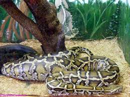burmese python