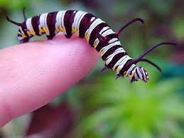 butterfly larvae pictures