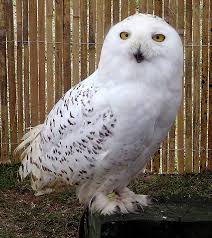 snowy white owl
