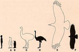 largest birds